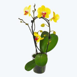 Wasserfall Phalaenopsis Golden Star mit gelben Blüten und 1 Rispe
