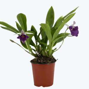 Cochleanthes Hybride mit blauen Blüten im 12cm Topf