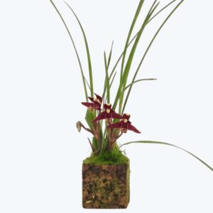Maxillaria tenuifolia Duftorchidee auf Korkquader