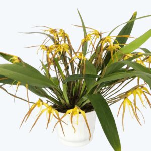 Maxillaria bradei Hybride im Ampeltopf mit gelben Blüten und 15+ Rispen
