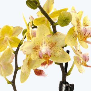 Pelorische Orchidee Table Dance Pereira mit gelben Blüten und 2 Rispen