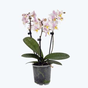 Table Dance Freckles mit weiß-gelben Blüten und 3 Rispen