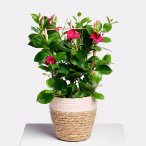 Flowering Love