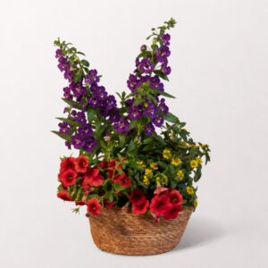 Sommerwind in Seegras-Bowl