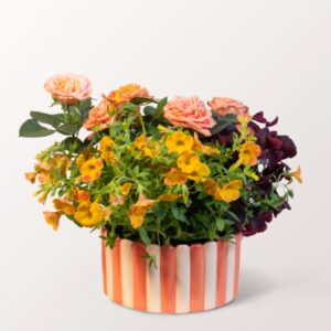 Sommerjuwel in Gelb-Orange