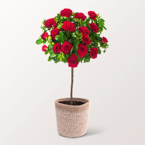 Rotes Rosenstämmchen