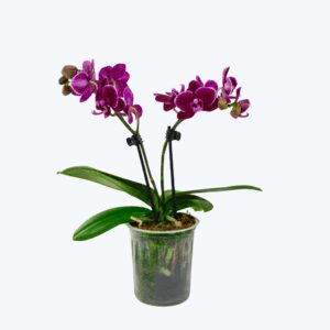 Table Dance Wilow mit dunkel-bordeauxfarbenen Blüten und 2 Rispen