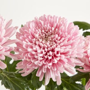 Rosa Chrysanthemen 'Deko' - 4 Stiele