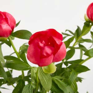 Pinke Pfingstrosen 'Flame' - 5 Stiele