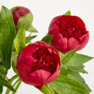 Rote Pfingstrosen 'Red Charme'