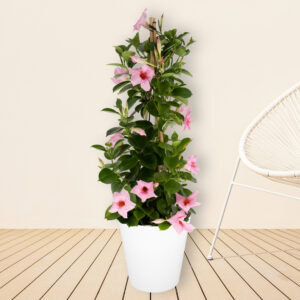 Rosa Mandevilla Pyramide + gratis Topf