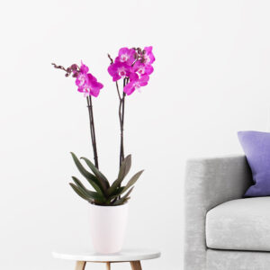 Lila Orchidee (zwei Rispen) + gratis Topf