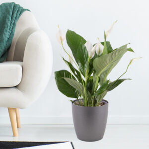 Einblatt + gratis Topf | Spathiphyllum