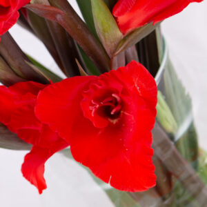 10 Rote Gladiolen (60 - 70 cm)