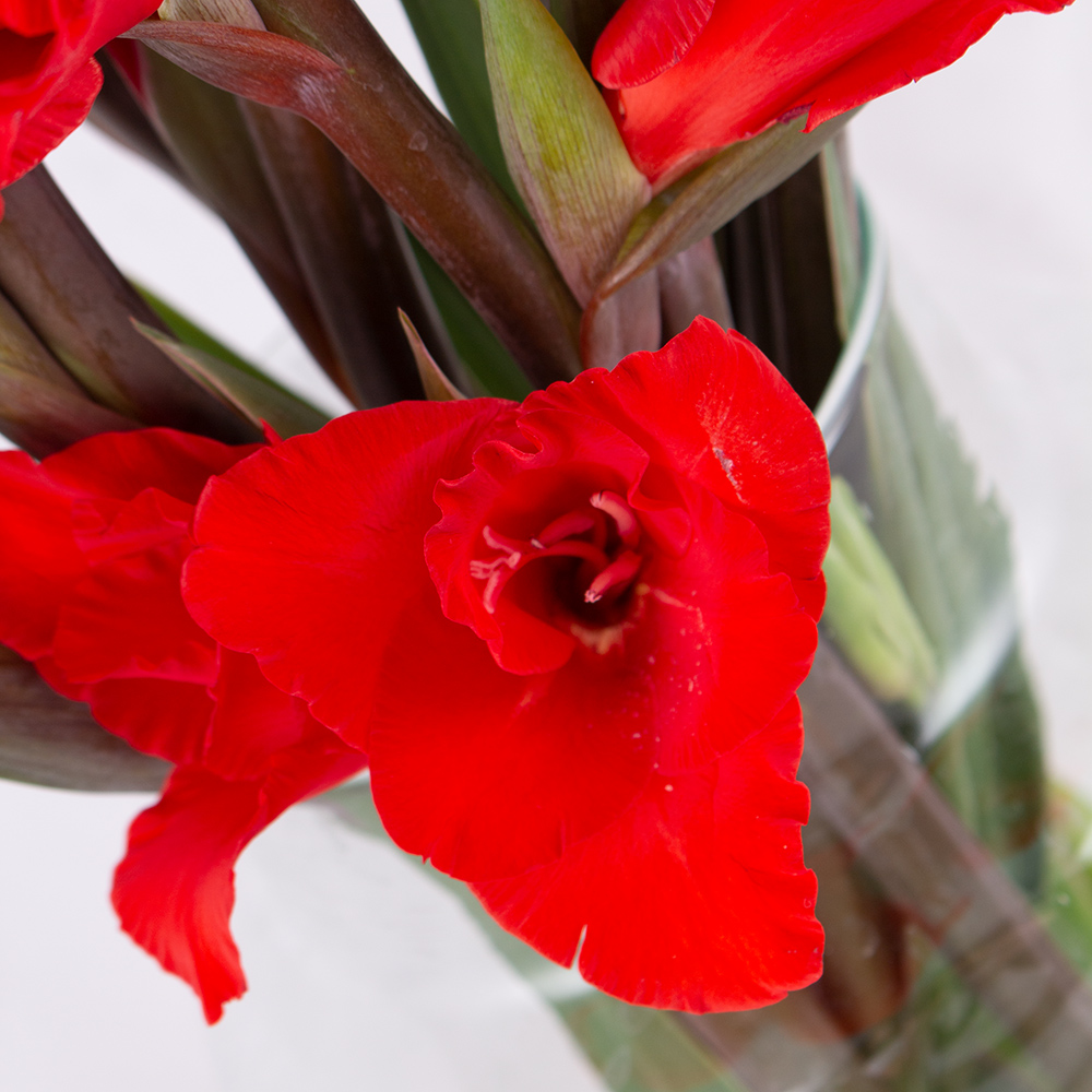 10 Rote Gladiolen (60 - 70 cm)