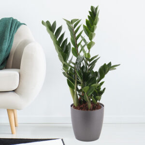 Glücksfeder + gratis Topf | Zamioculcas