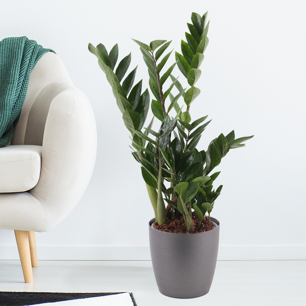Glücksfeder + gratis Topf | Zamioculcas – Bild 2