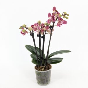 Pelorische Orchidee Table Dance Chamonix mit weinroten Blüten und 2+ Rispen