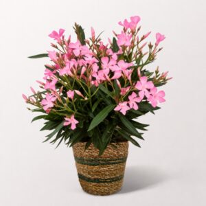 Rosa Oleander im Weidenkorb