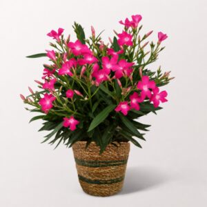 Oleander im Weidenkorb