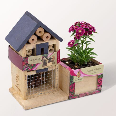 Insektenhotel mit Bartnelke