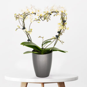 Weißer Orchideenbogen in Herzform + gratis Topf