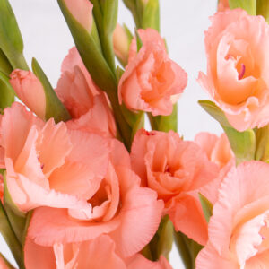 10 Rosa Gladiolen (60 - 70 cm)