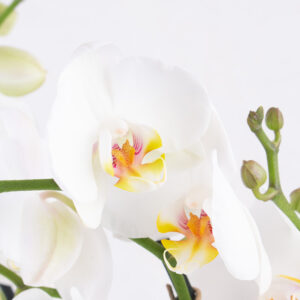 Weiße Orchidee (vier Rispen) + gratis Topf