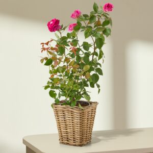 Duftrose Fräulein Maria