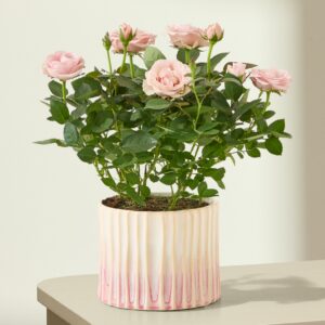 Rosy Pastel