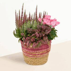 Herbst Pink