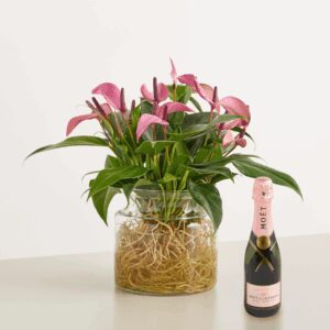 Freischwimmer mit Moet & Chandon Imperial Rosé 0,375l
