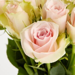 Rosa Moosrosen 'Jewel'