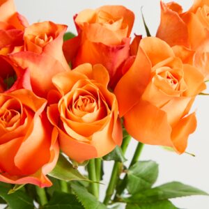 Orange Edelrosen 'Minerva'