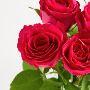 Pinke Edelrosen 'Dia'
