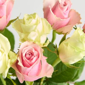 Bunte Fairtrade Rosen - 10 Stiele