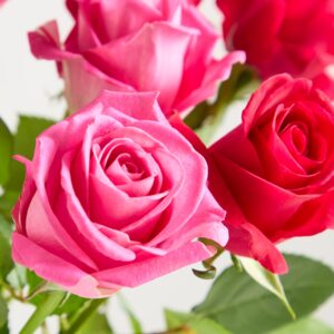Pinke Fairtrade Rosen 'Reha'