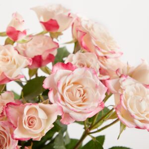 Rosa Verzweigte Rosen