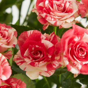 Pinke Verzweigte Rosen