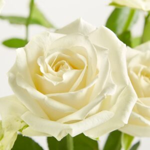 Weiße Rosen 'Avalanche'