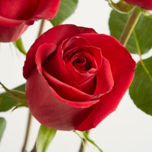 Rote Rosen 'Ever Red'