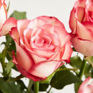 Rosa Rosen 'Paloma'