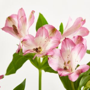 Pinke Alstromerien
