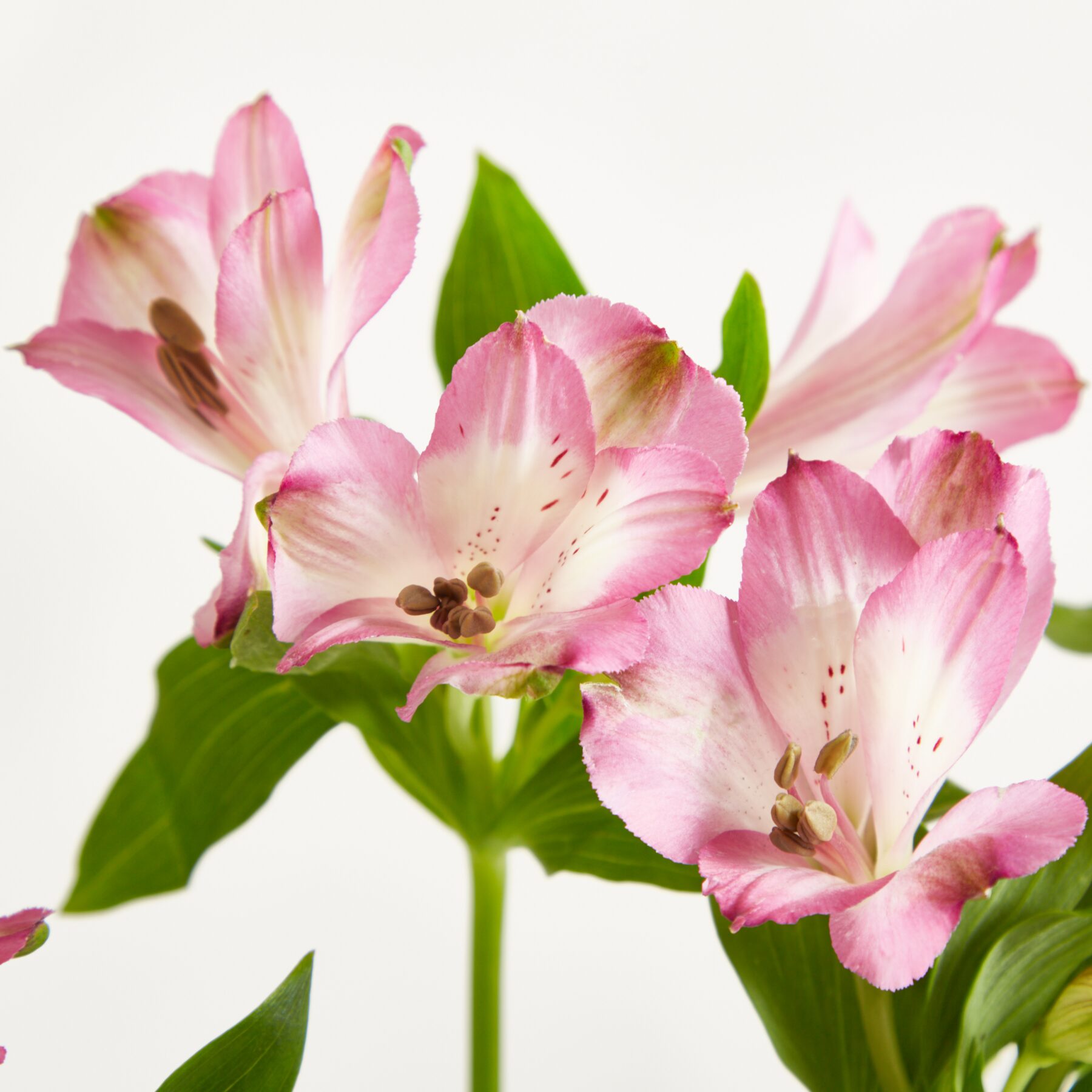Pinke Alstromerien