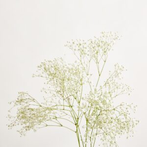 Weißes Schleierkraut 'Gypsophylla' - 5 Stiele