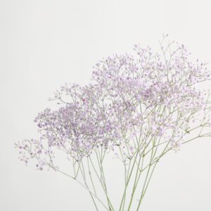 Lila Schleierkraut 'Gypsophylla' - 5 Stiele