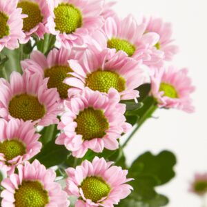 Rosa Chrysanthemen 'Madiba'
