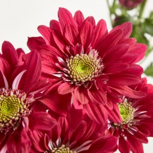 Pinke Chrysanthemen