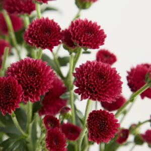 Lila Chrysanthemen 'Madiba' - 5 Stiele