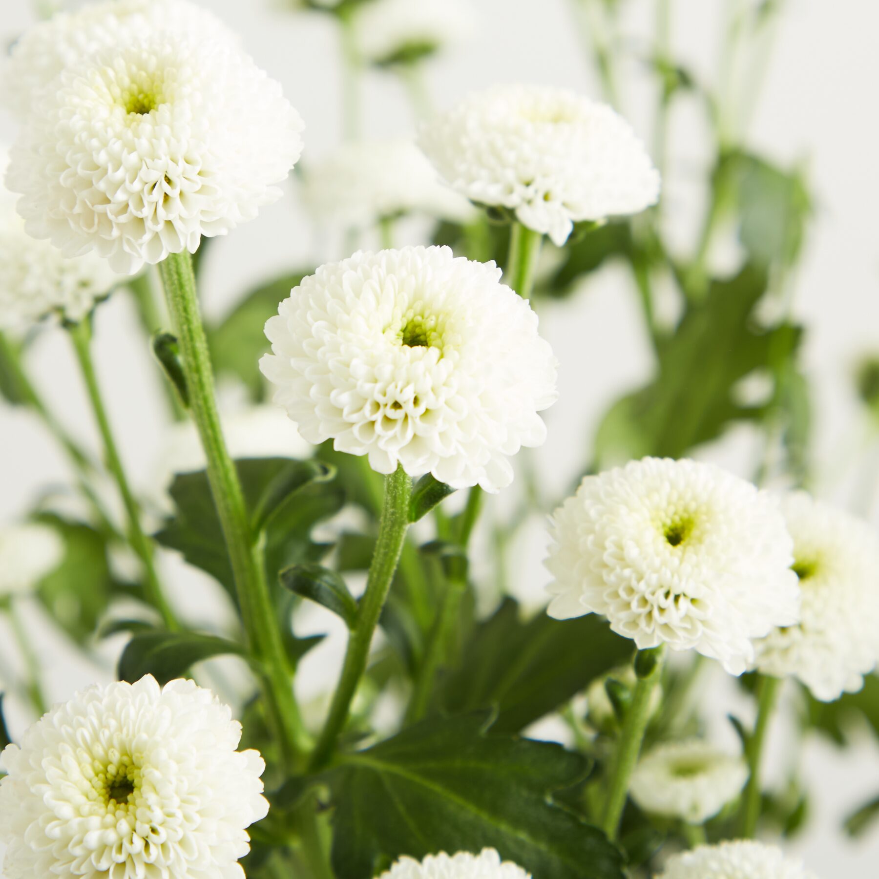 Weiße Chrysanthemen 'Madiba'